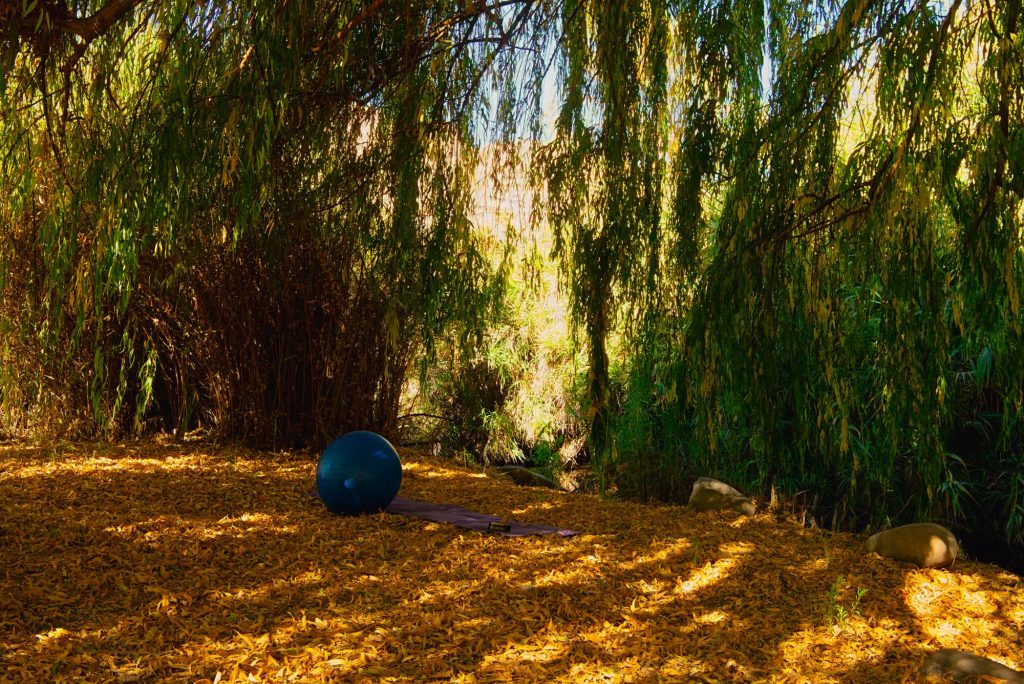 Espacio de meditación al aire libre bajo los sauces