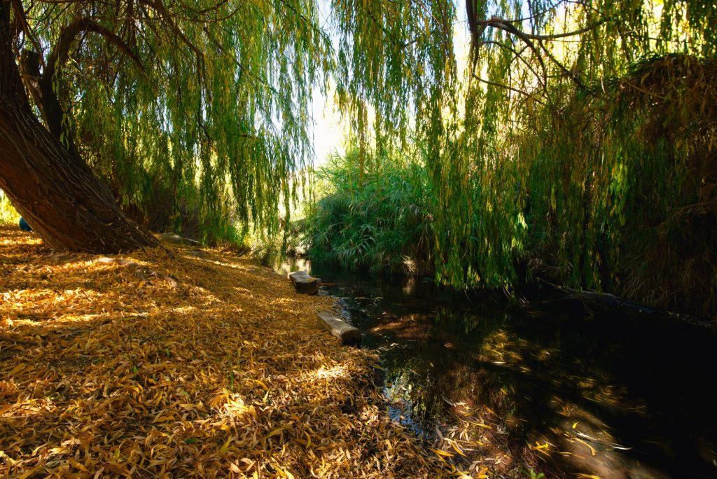 Río junto a los sauces del entorno natural